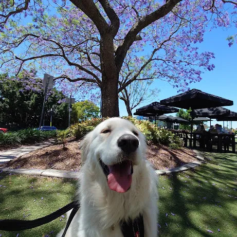 Dogs sitting beside tables under market umbrellas in bower garden